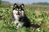 CHIEN FINNOIS DE LAPONIE 640